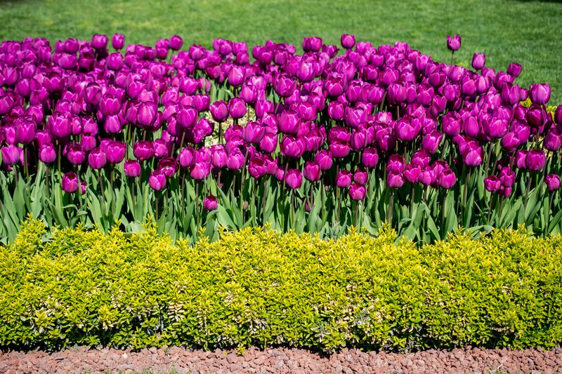 Tulpenbeet im Frühjahr
