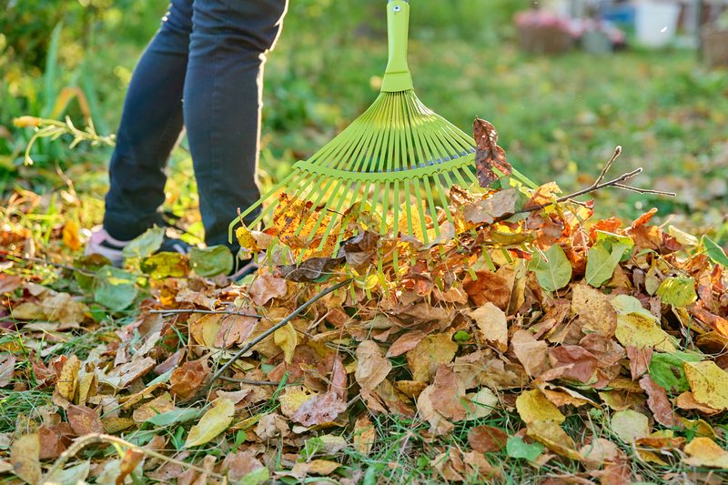 Laub wird im Herbst zusammengerecht