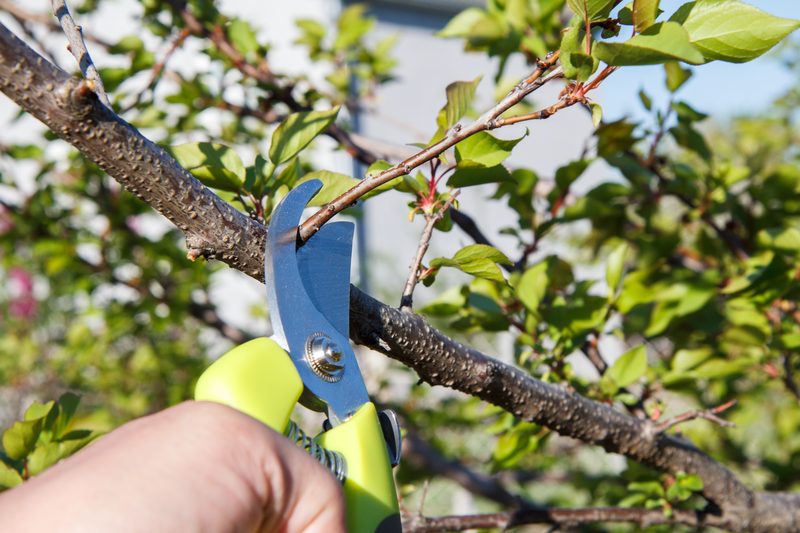 Obstbaumschnitt mit der Gartenschere